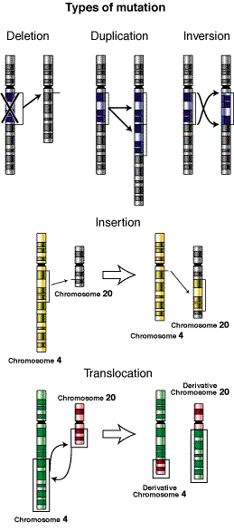 mutation2.gif