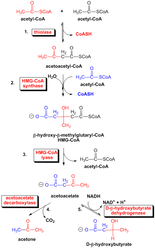 Biochemistry Class Notes Ketone Bodies And It S Measurement