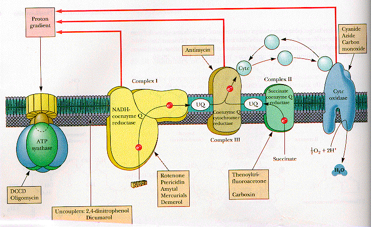 electron transport chain. electron transport/proton