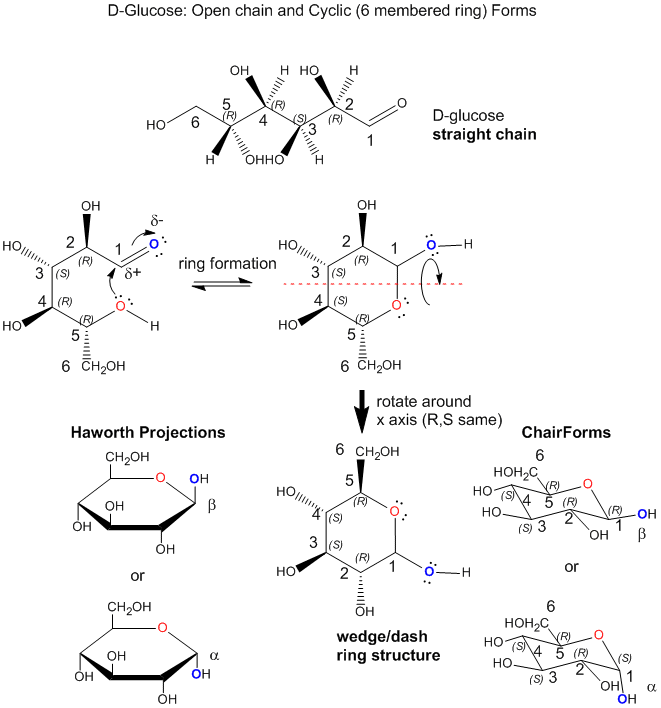 straight chain glucose