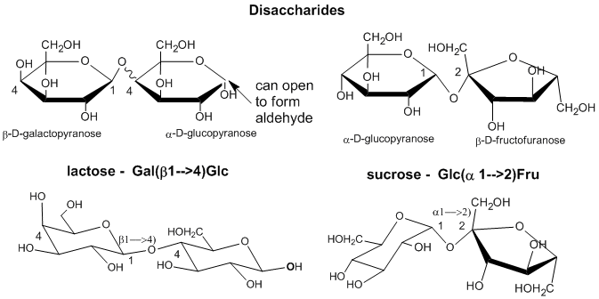 Sucrose And Lactose