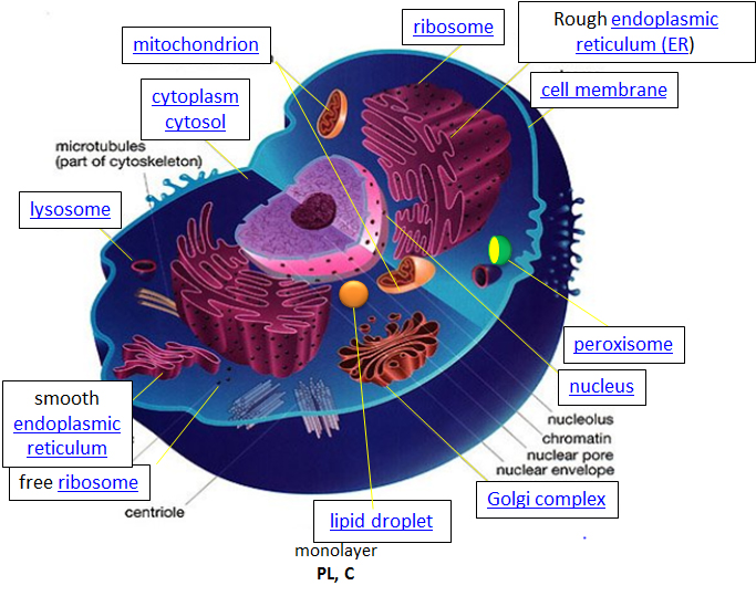 animal cell map