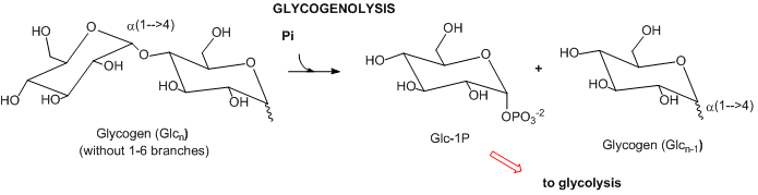textinsert glycogenolysis