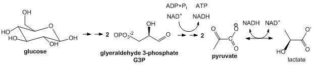 Brief Summary Glycolysis