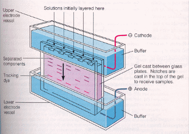 Page+gel+electrophoresis