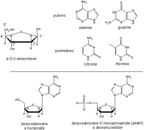 Examples of complex carbohydrates · Nucleic Acid Monomers 