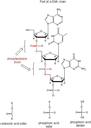  Nucleic Acid Polymers 