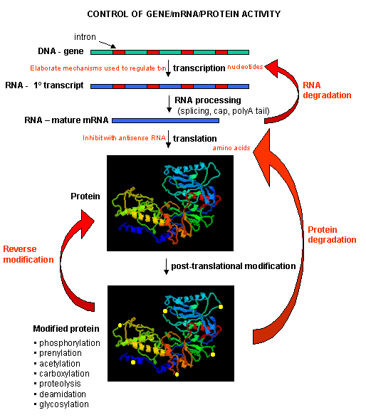 D: BINDING AND THE CONTROL OF GENE TRANSCRIPTION
