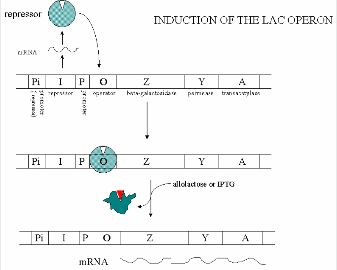 Transcriptional Control Of Gene Expression