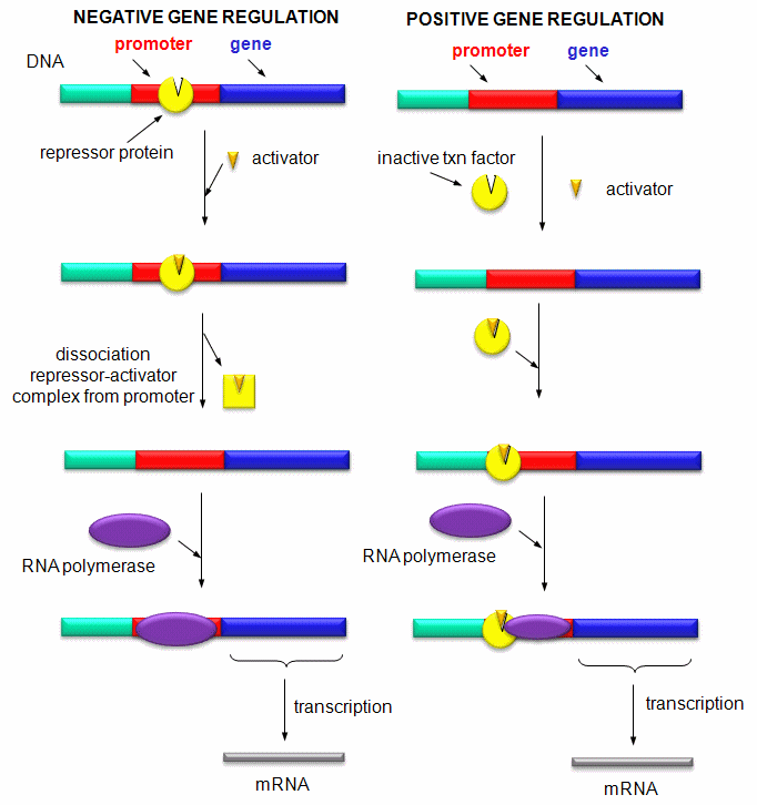 What is the difference between DNA polymerase vs. RNA polymerase?