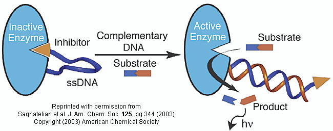 Enzyme Substrate Complex. Figure: inhibitor-DNA-enzyme