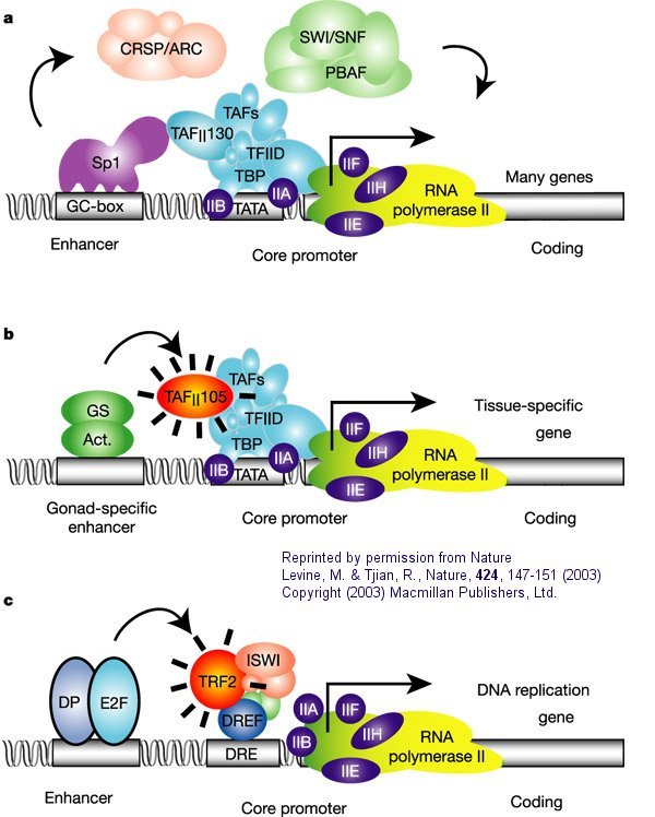 general transcription factors