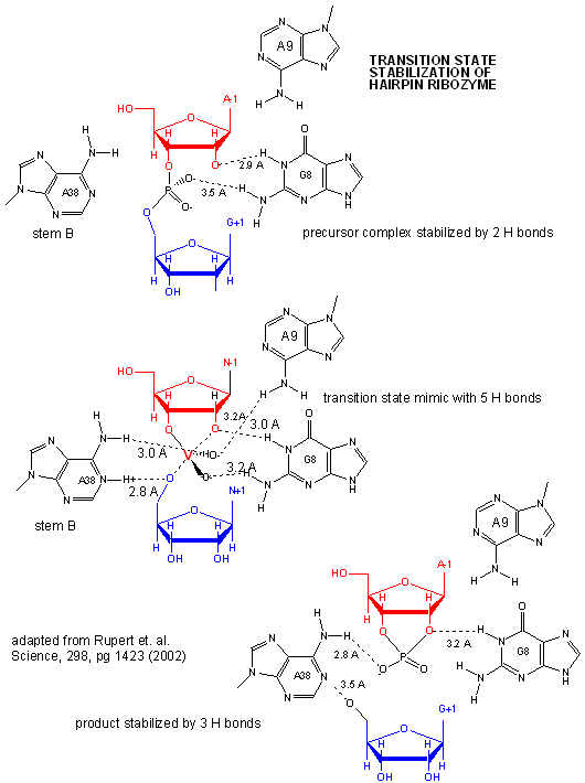 hairpin ribozyme