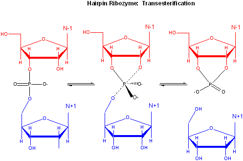 hairpin ribozyme