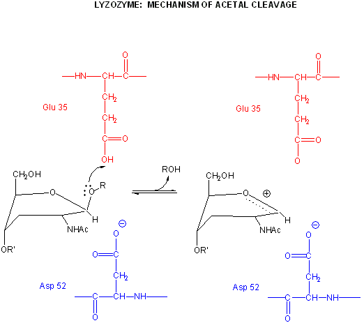 Us mar orthogonal viewsthe amino nitrogen Peptide+bond