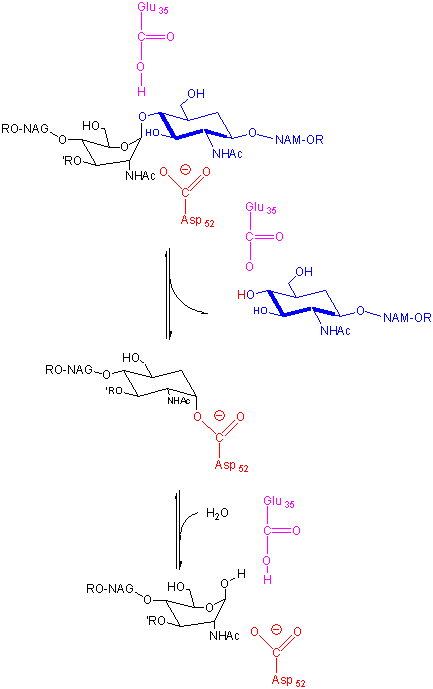 mechanism of chymotrypsin