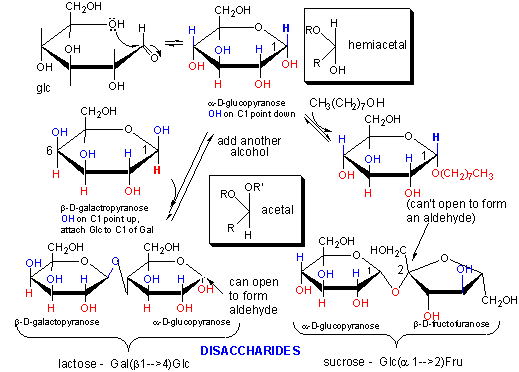 Sucrose Hydrolysis Mechanism