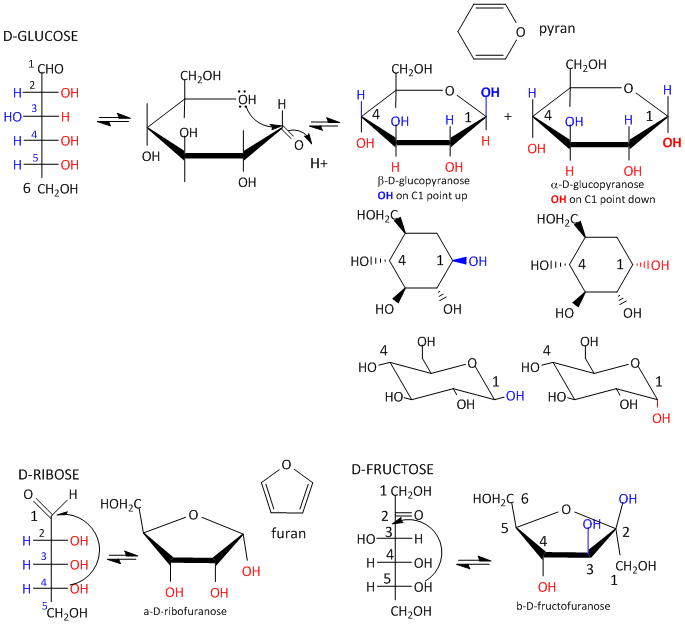 d fructofuranose