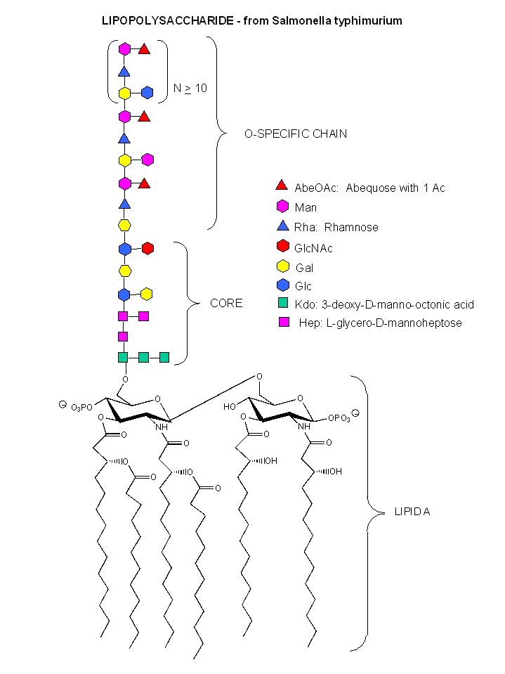 lps structure