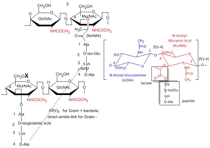  polysaccharide