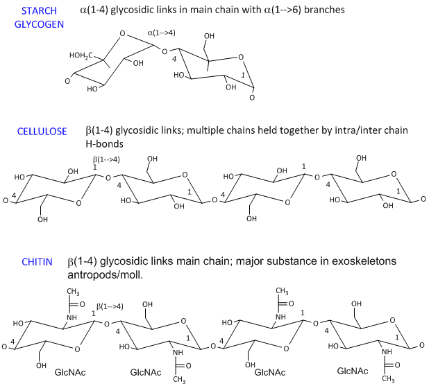 Complex Carbohydrates Examples