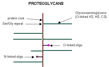 Proteoglycan Structure