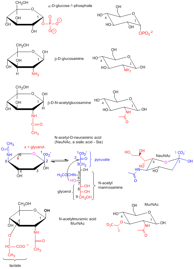 Chapter 3 Carbohydrates