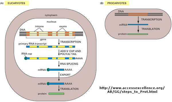 biology central dogma