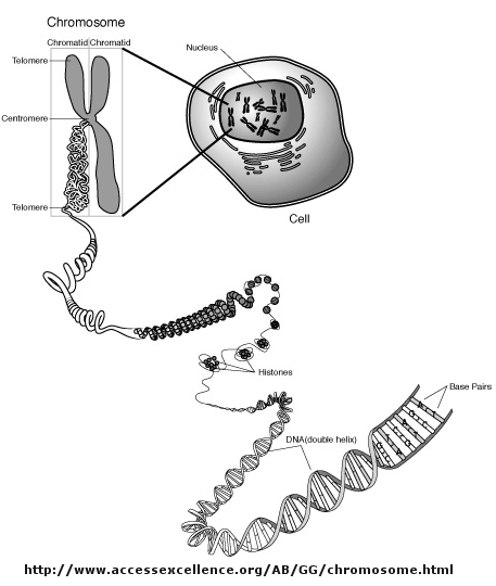 Chromosome Nucleosome