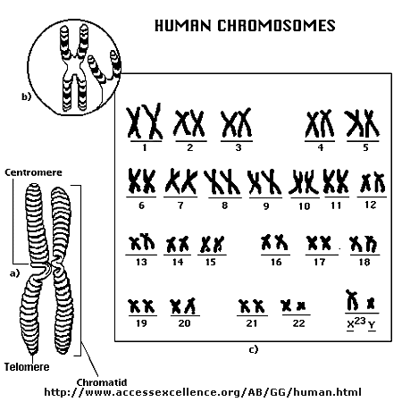 shapes of chromosomes