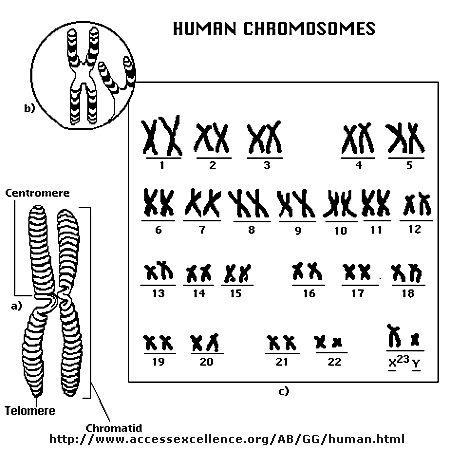 Shapes Of Chromosomes