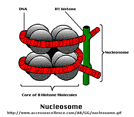 More DNA Web Links