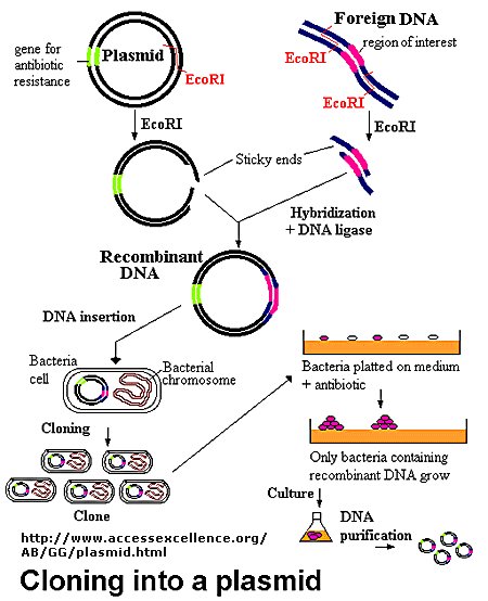 Bacterial Transfection