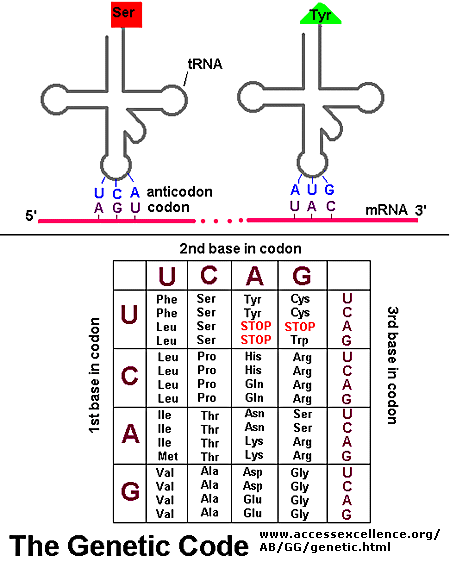 trna codon