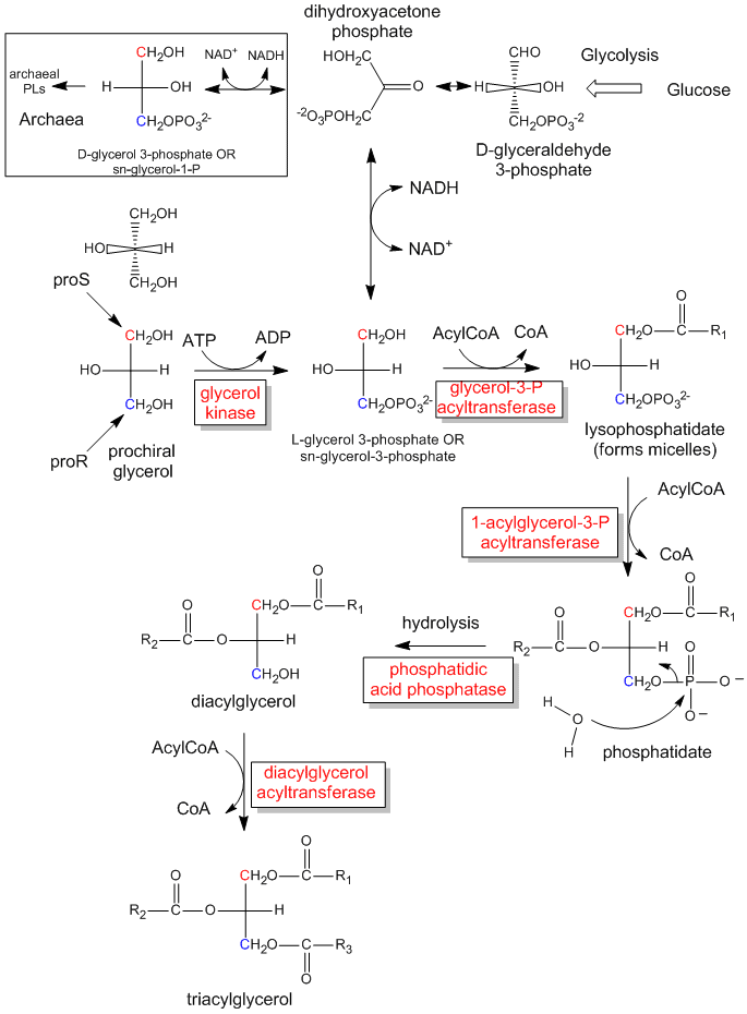 Classification Of Lipids Chart