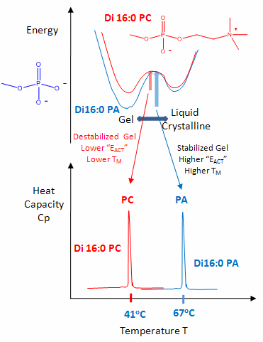 animal cells diagram. Animal Cell Membrane Diagram.