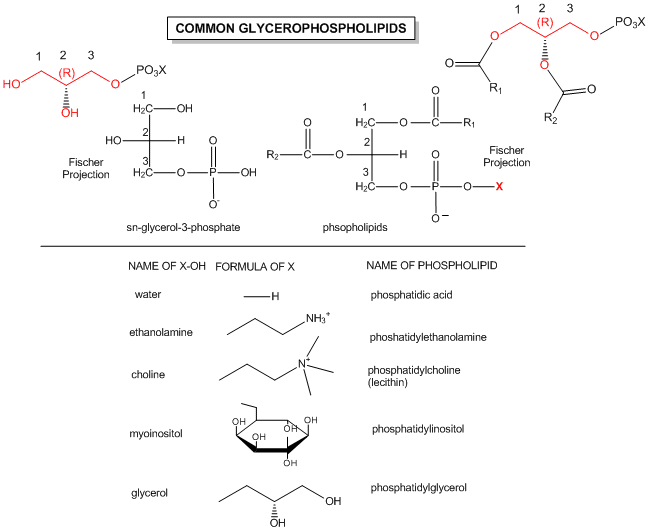 Common glycerophospholipids