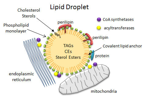 lipid droplets