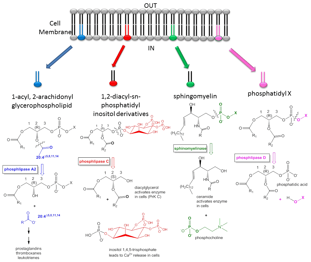 Lipid Molecule Diagram