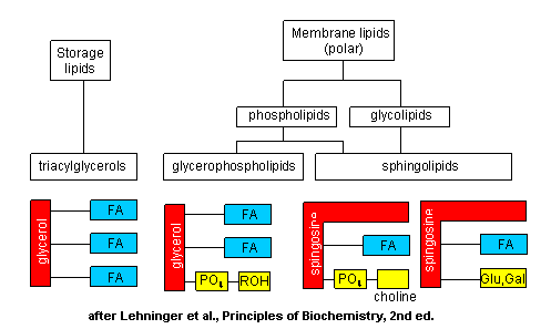 Classification Of Lipids Chart