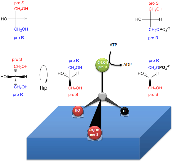 Glycerol Quat