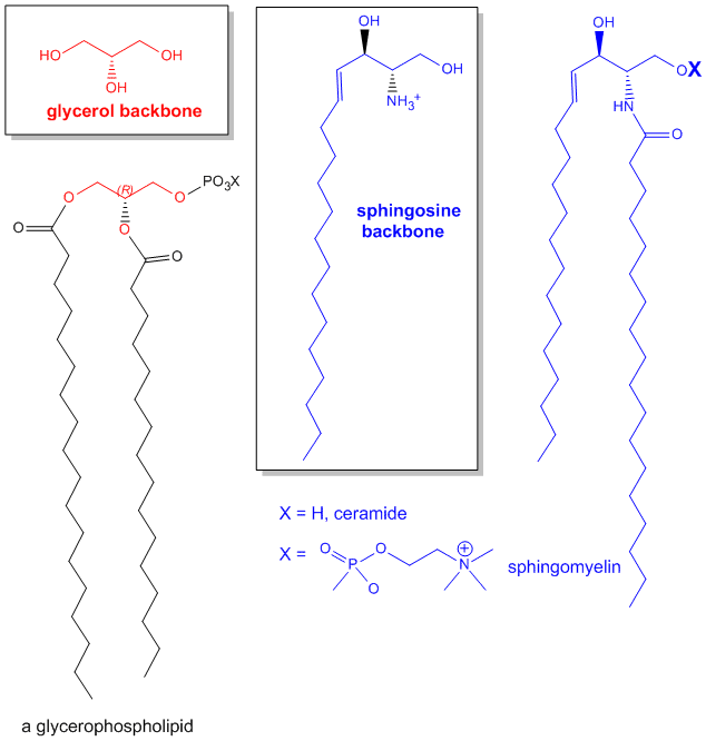 Spingo and Glycerol Backbones