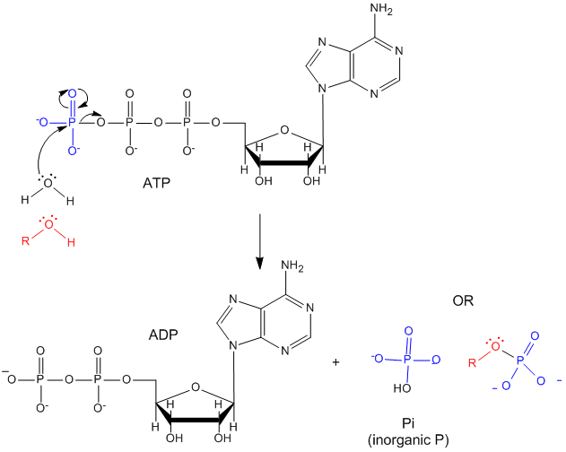 phosphorylation atp