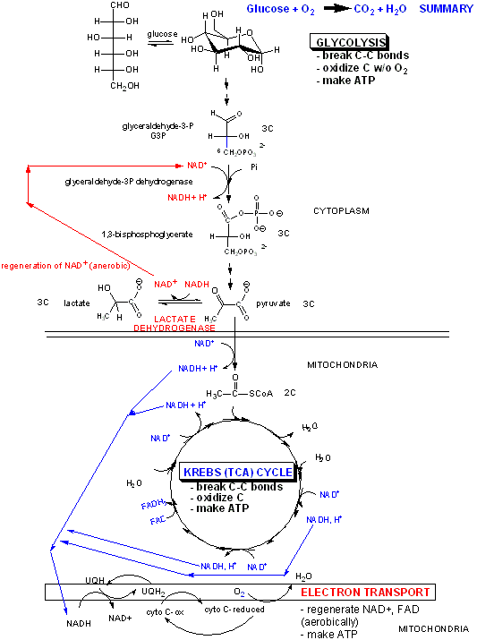 atp production diagram