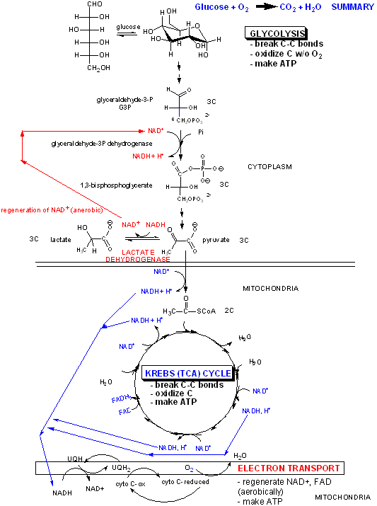 citric acid cycle. the citric acid cycle to