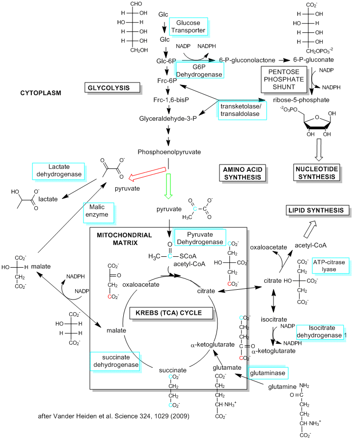 Arsenic Metabolism