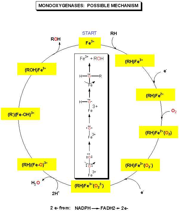 Dioxygenase Mechanism