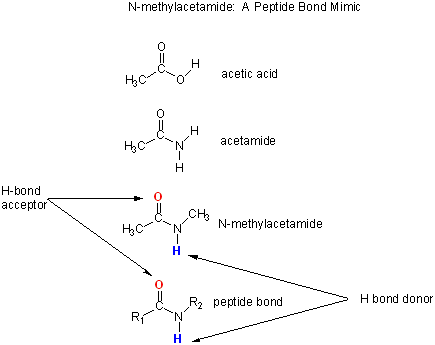 Peptide Bond Formation. of the peptide bond of a