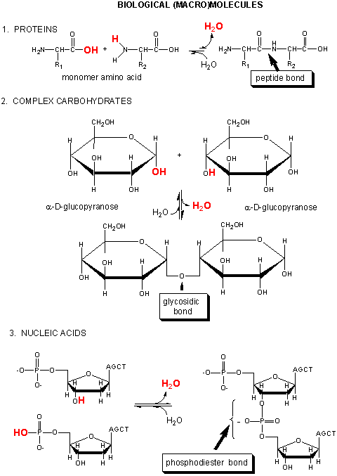 Carbohydrates Lipids Proteins Nucleic Acids Chart