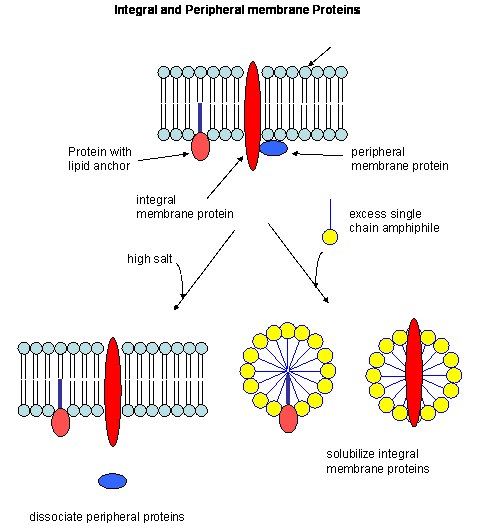 Integral Membrane Proteins